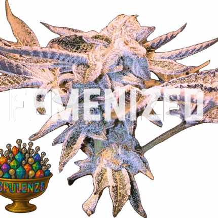OPULENZE (FEMENIZED)