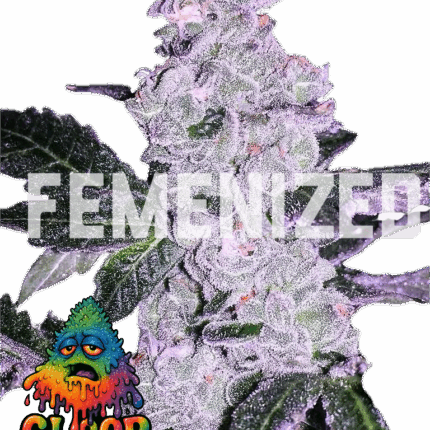 GLOOP (FEMENIZED)