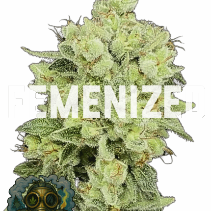 C.F.T.F CANT FAKE THE FUNK (FEMINIZED)