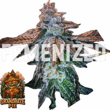 GRANDIOZE PIE (FEMENIZED)