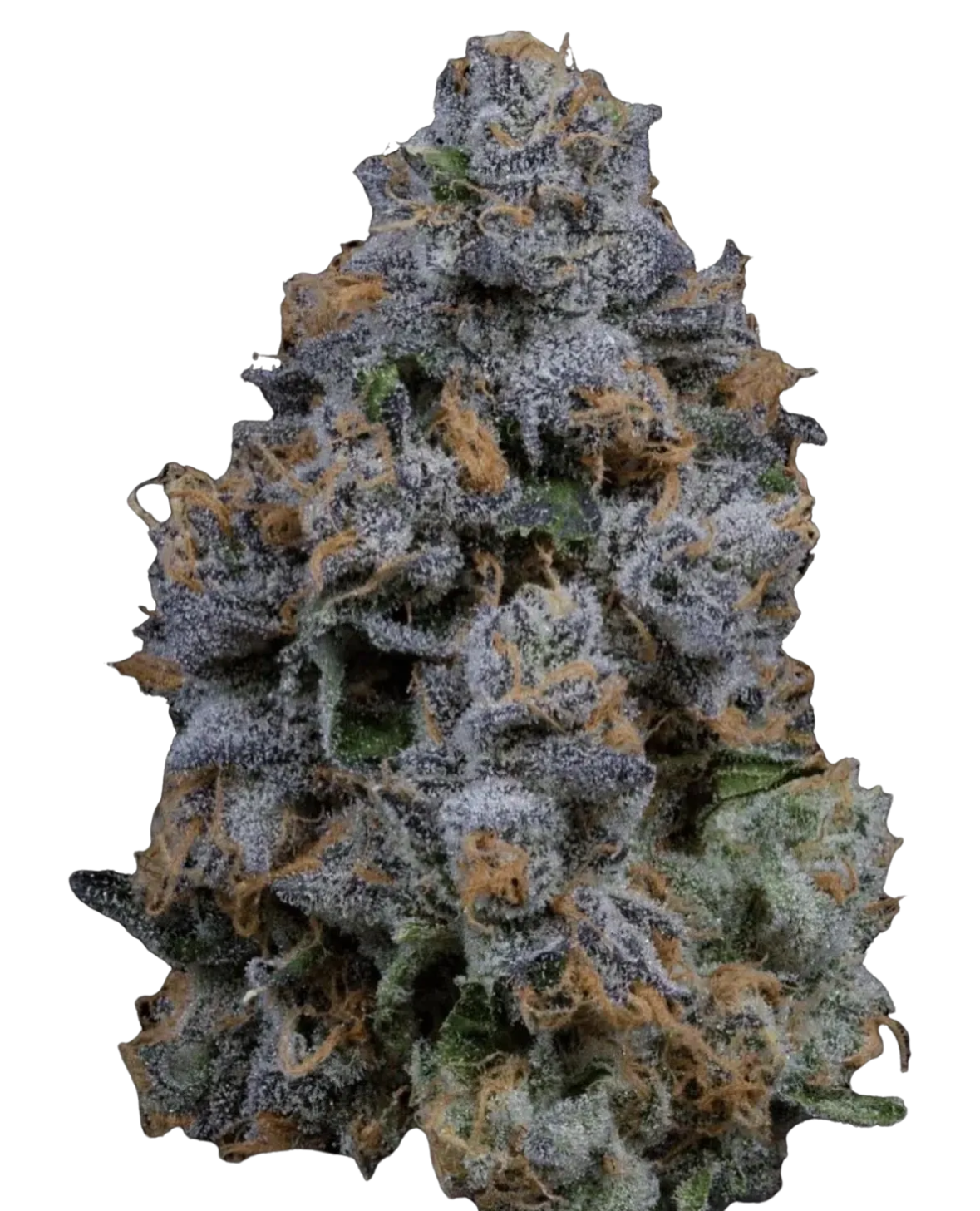 ZELATO - Green Fire Genetics